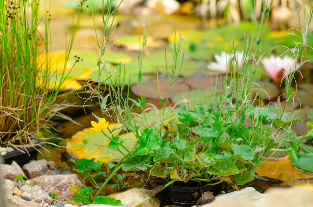 Jardines de lluvia solución verde para la crisis hídrica en BC (4)