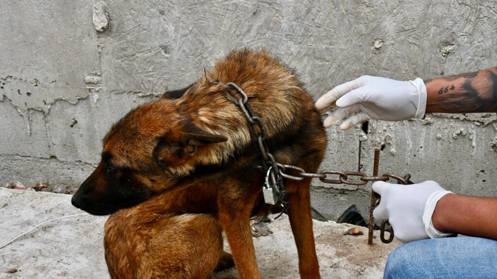 Rescatan a dos perros en situación crítica en Tijuana; Fiscalía actúa por justicia ambiental y sanciona delito de maltrato animal.